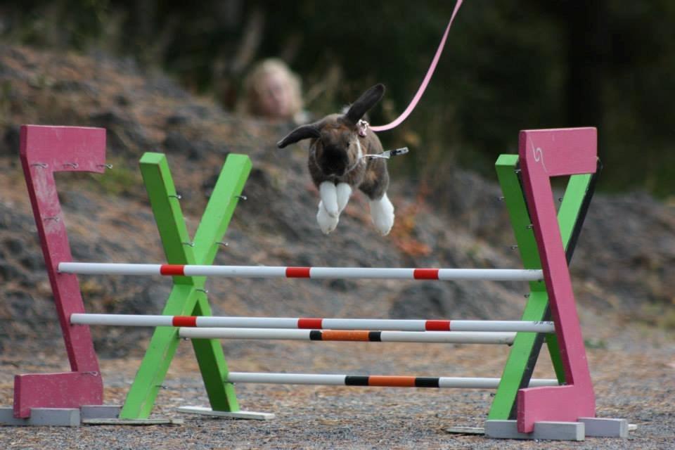 Kanin Shamigos Akitakata av Snöflingan billede 23