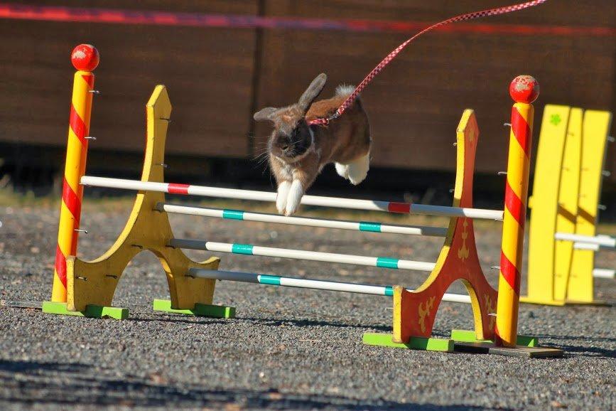 Kanin Shamigos Akitakata av Snöflingan billede 24