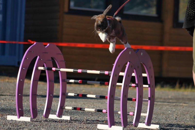 Kanin Shamigos Akitakata av Snöflingan billede 3