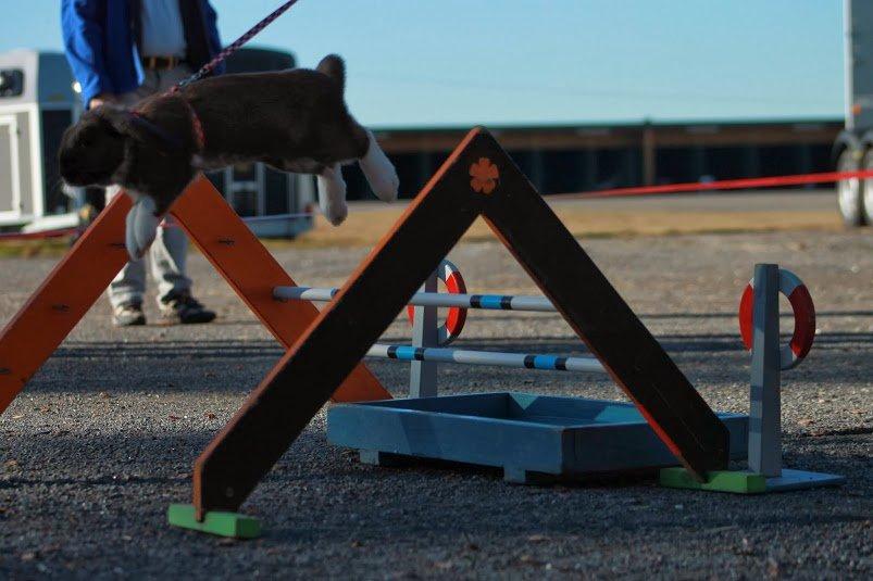 Kanin Shamigos Akitakata av Snöflingan billede 25