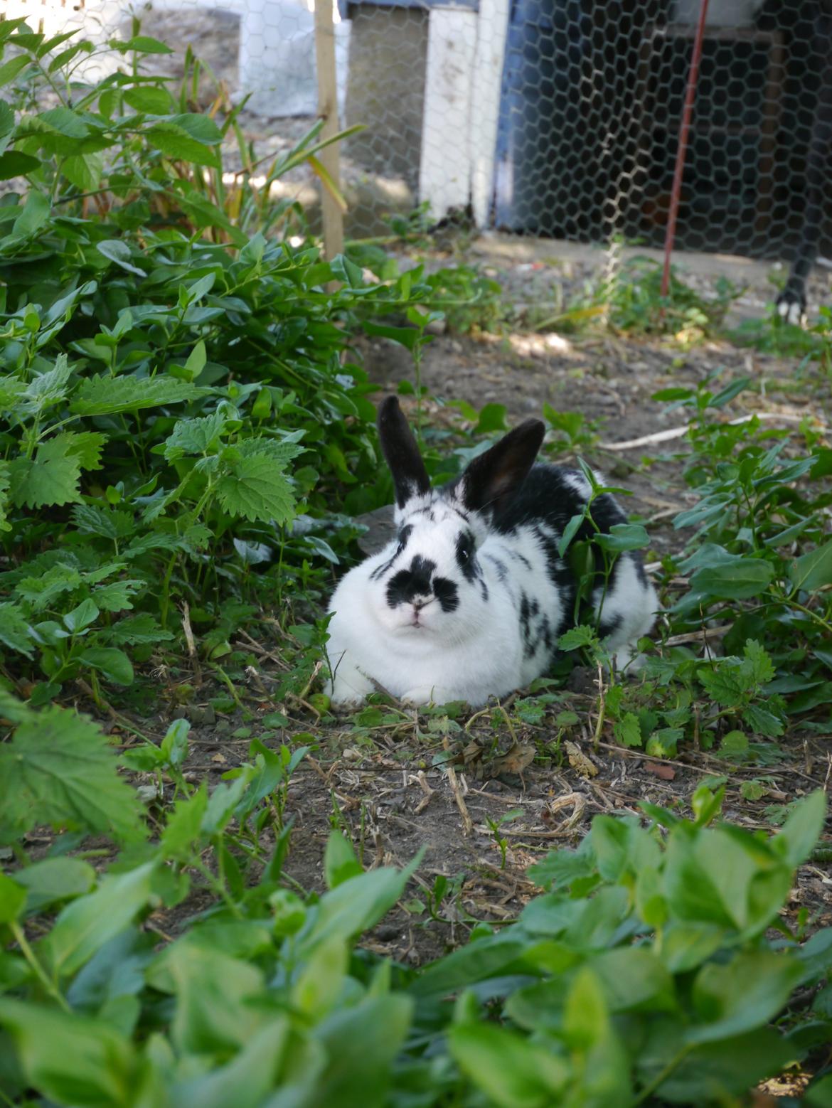 Kanin Stjernen´s Thiano!<3 - Prinsessen <3 billede 1