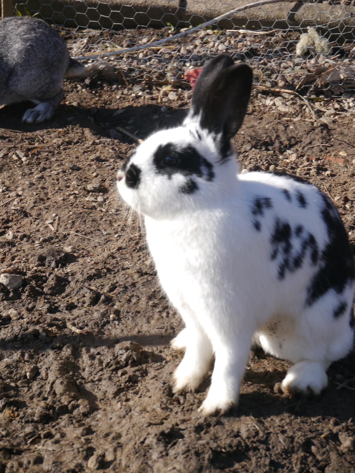 Kanin Stjernen´s Thiano!<3 billede 5