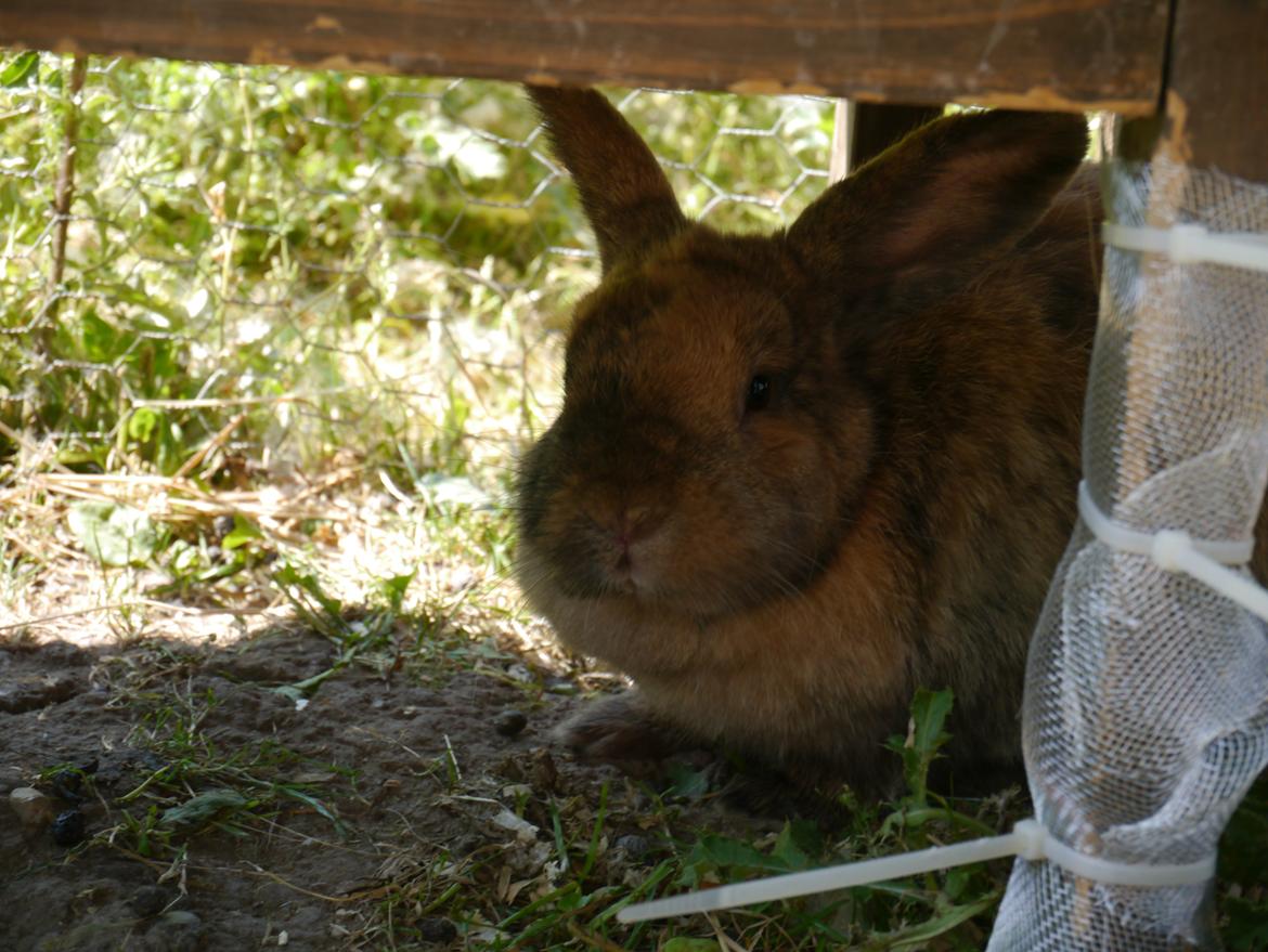 Kanin Stjernen´s Themba!<3 billede 22