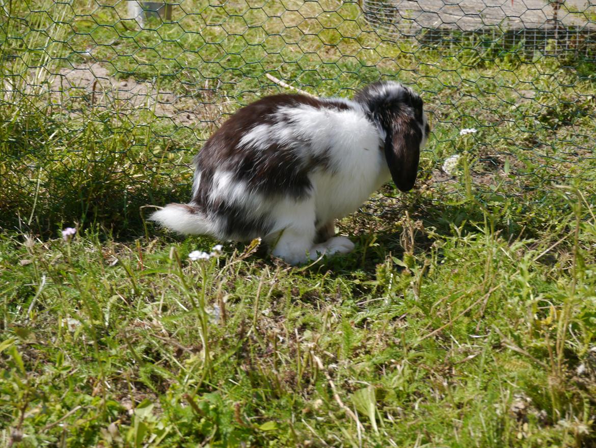 Kanin Stjernen´s lille!<3 billede 21