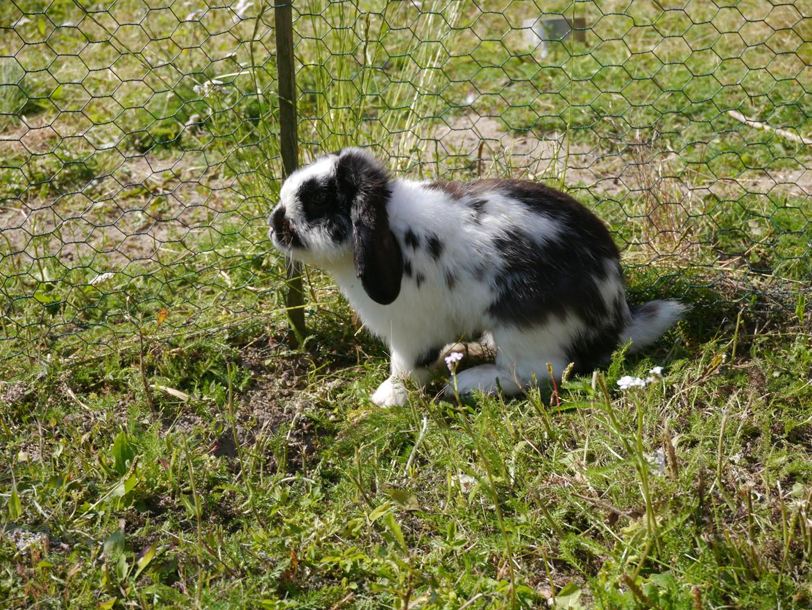 Kanin Stjernen´s lille!<3 billede 22
