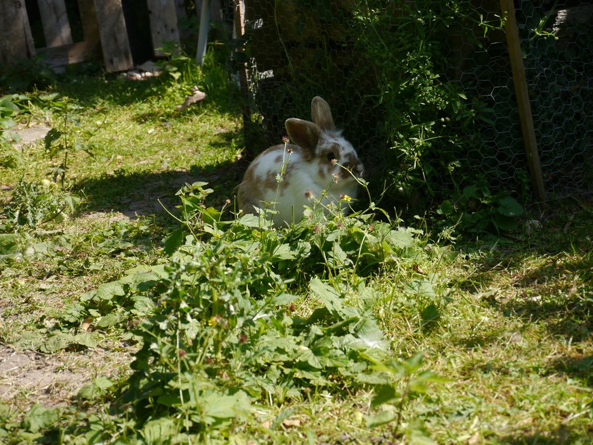 Kanin Stjernen´s Puma!<3 billede 4