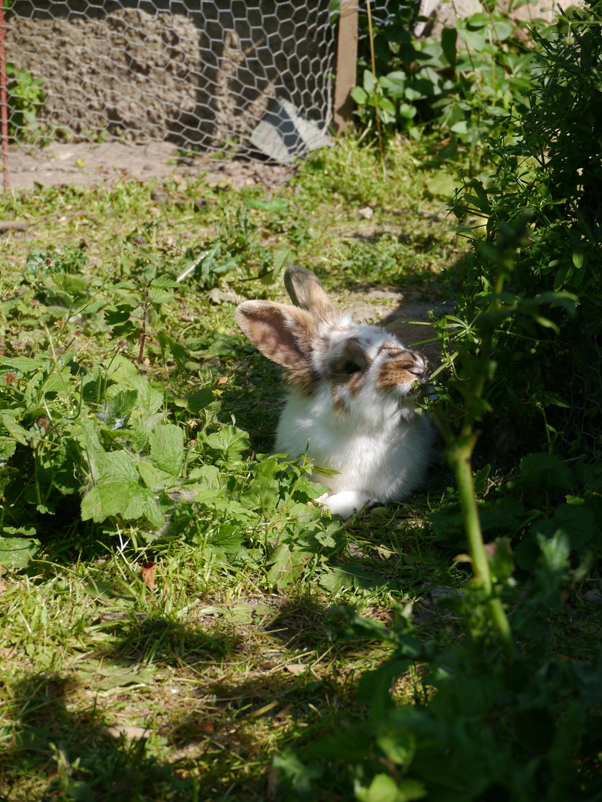 Kanin Stjernen´s Puma!<3 billede 2