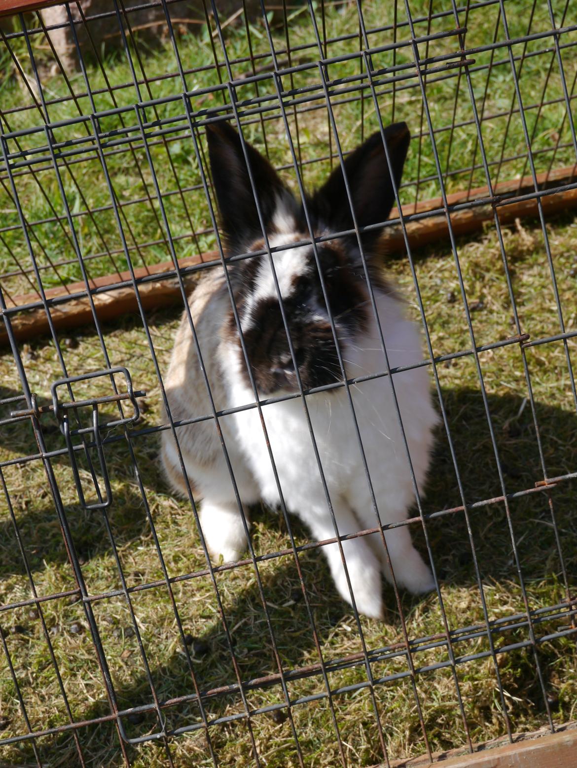 Kanin Stjernen´s Adidas!<3 billede 3