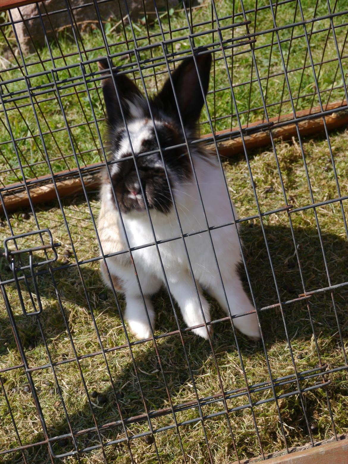 Kanin Stjernen´s Adidas!<3 billede 23