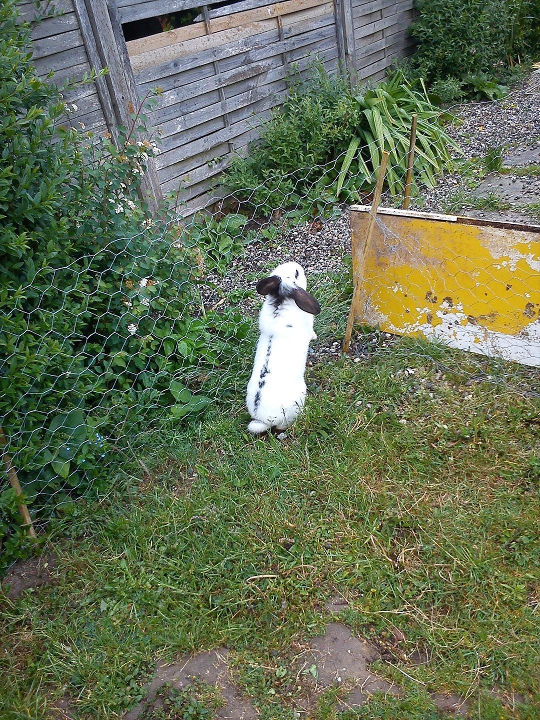 Kanin Stjernen´s Plet!<3 VERDENS BEDSTE! <3 billede 1