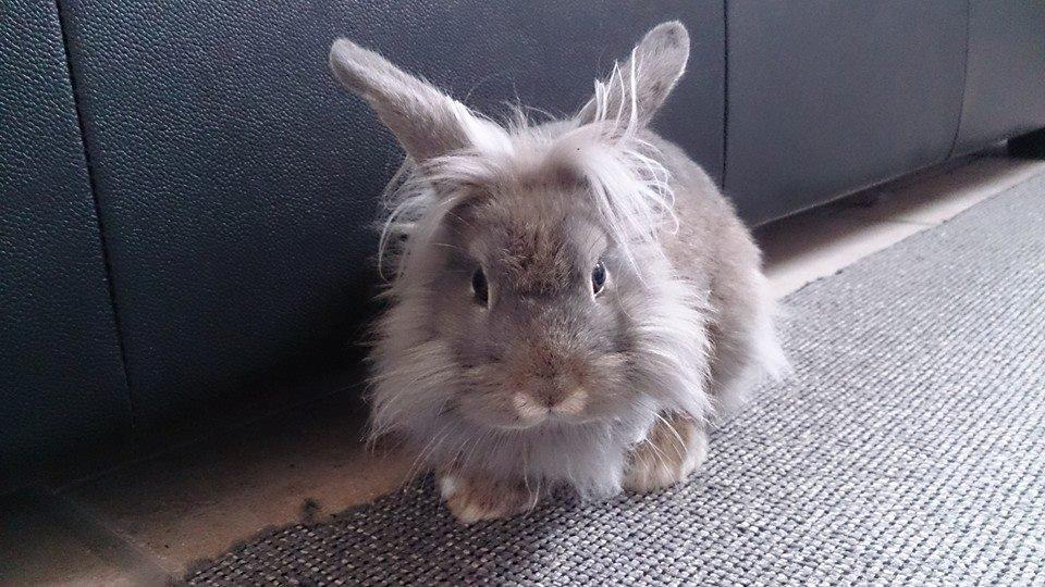 Kanin Skipper<3 billede 5