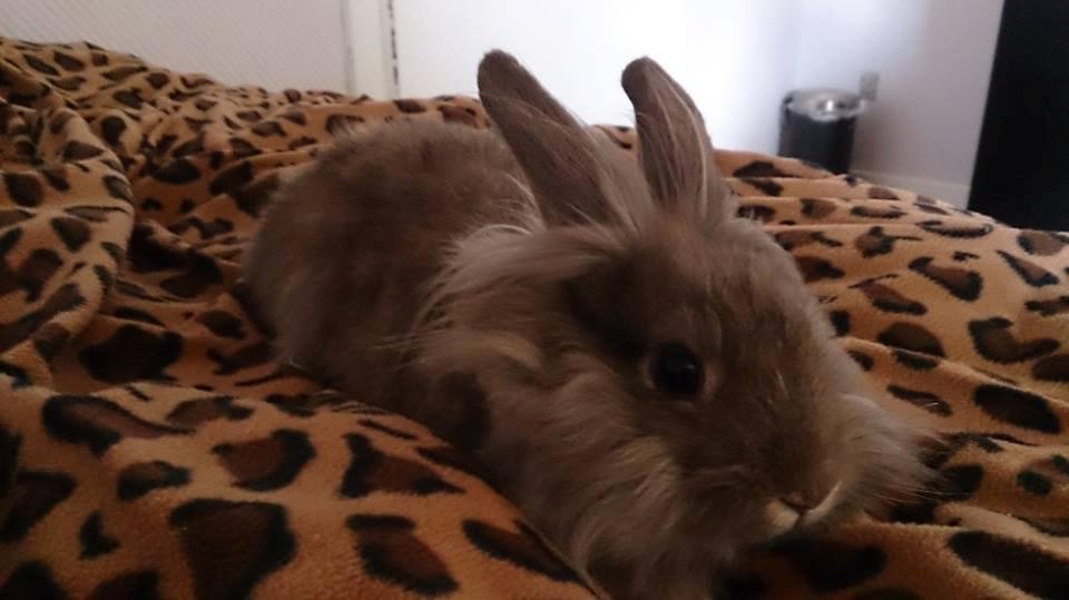 Kanin Skipper<3 billede 7