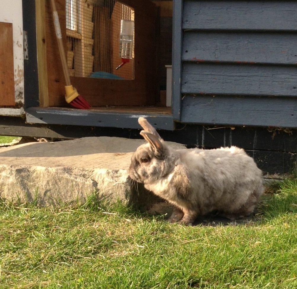 Kanin Stampe(mors) billede 7