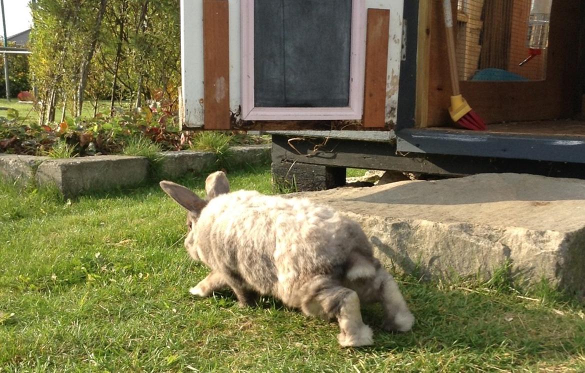 Kanin Stampe(mors) billede 8