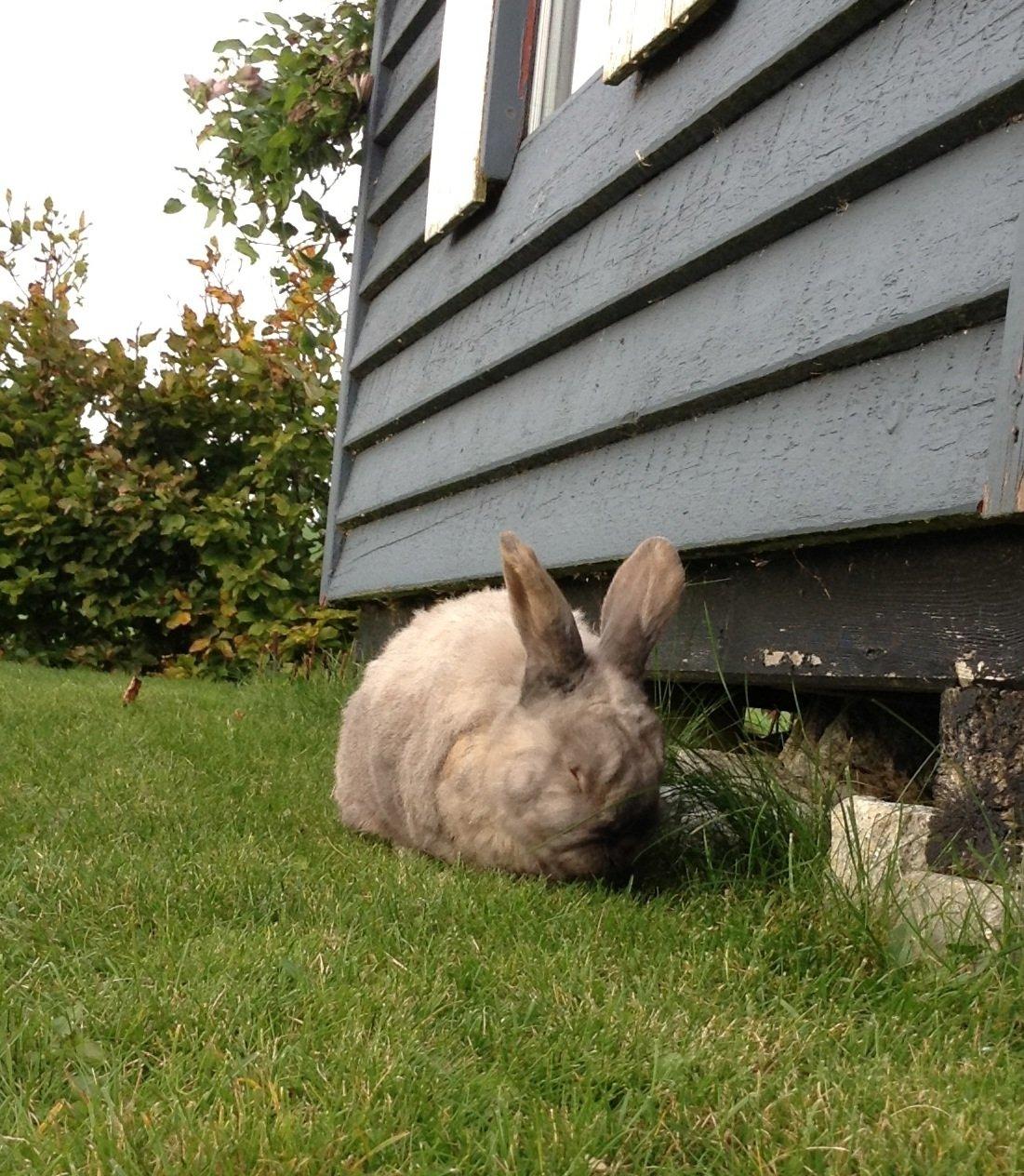 Kanin Stampe(mors) billede 9