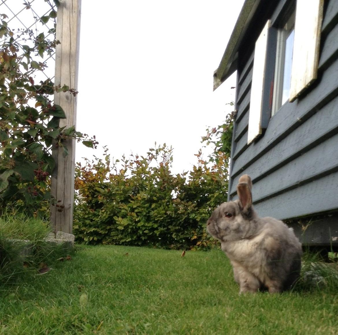 Kanin Stampe(mors) billede 10