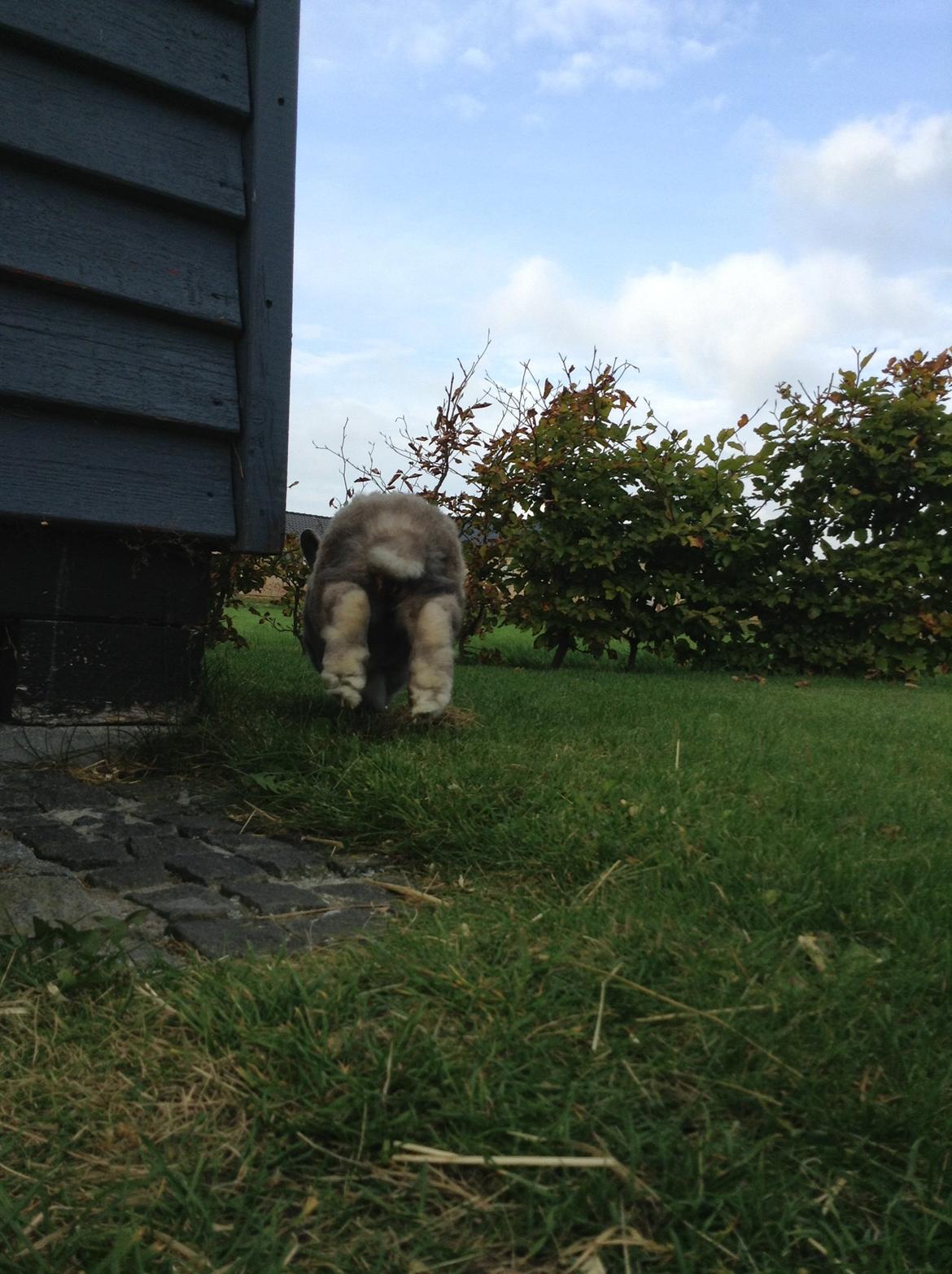 Kanin Stampe(mors) billede 11