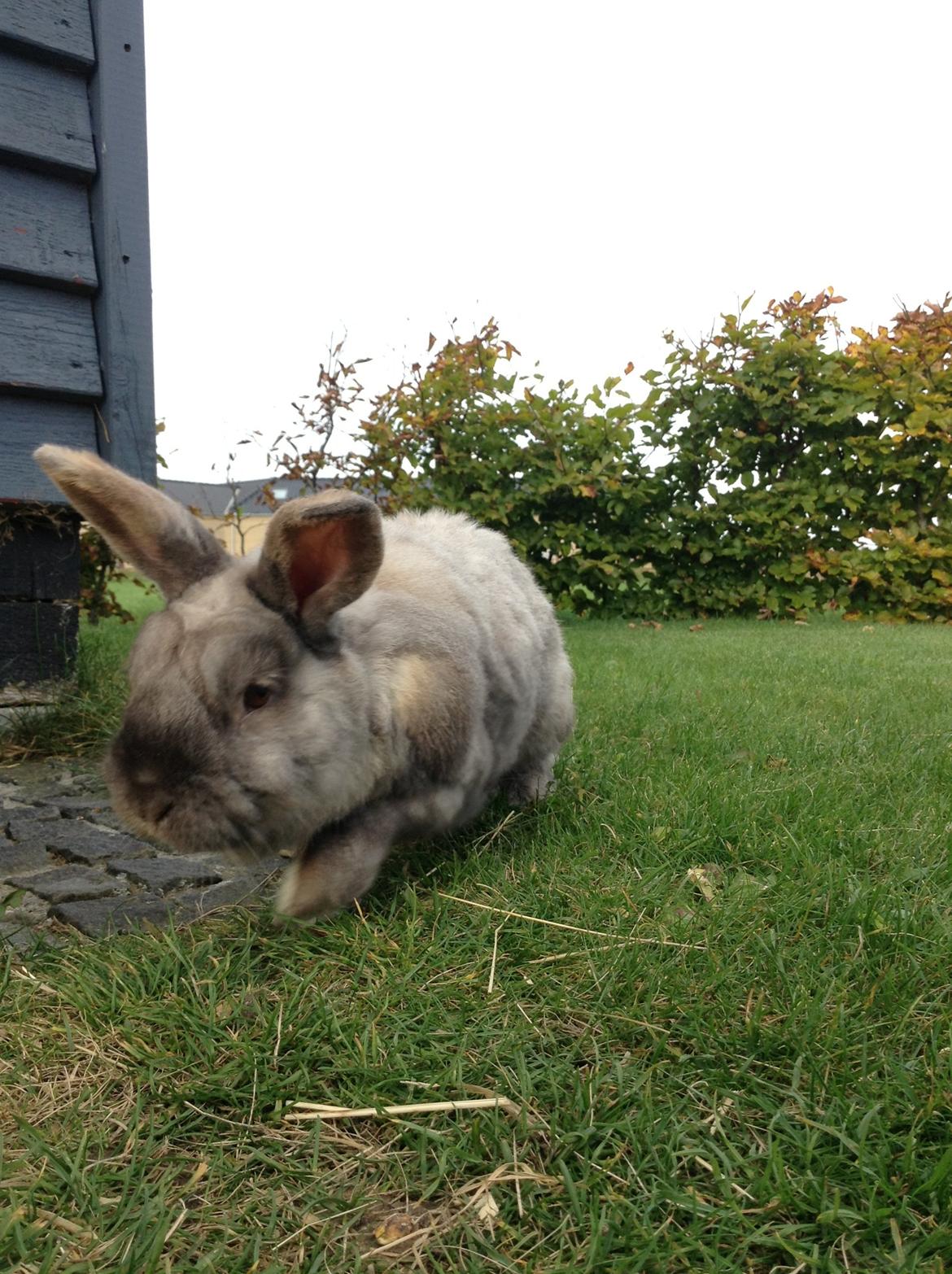 Kanin Stampe(mors) billede 12