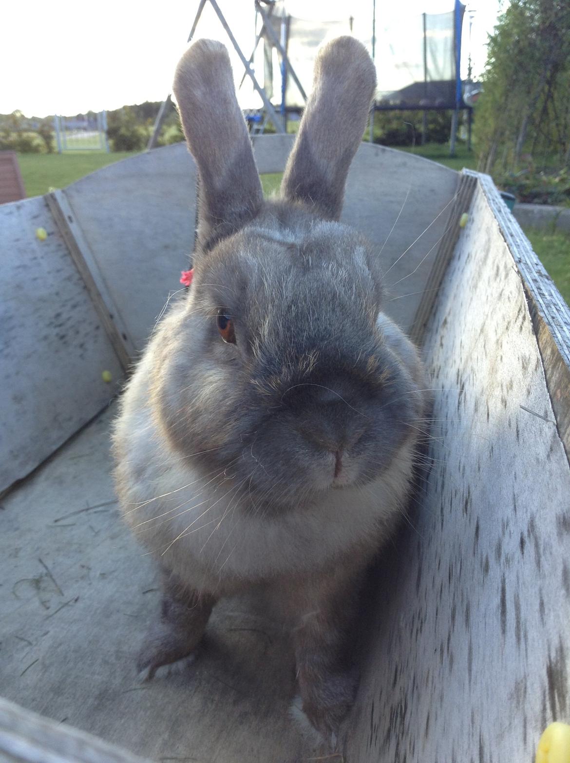 Kanin Stampe(mors) billede 13