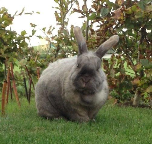 Kanin Stampe(mors) billede 14