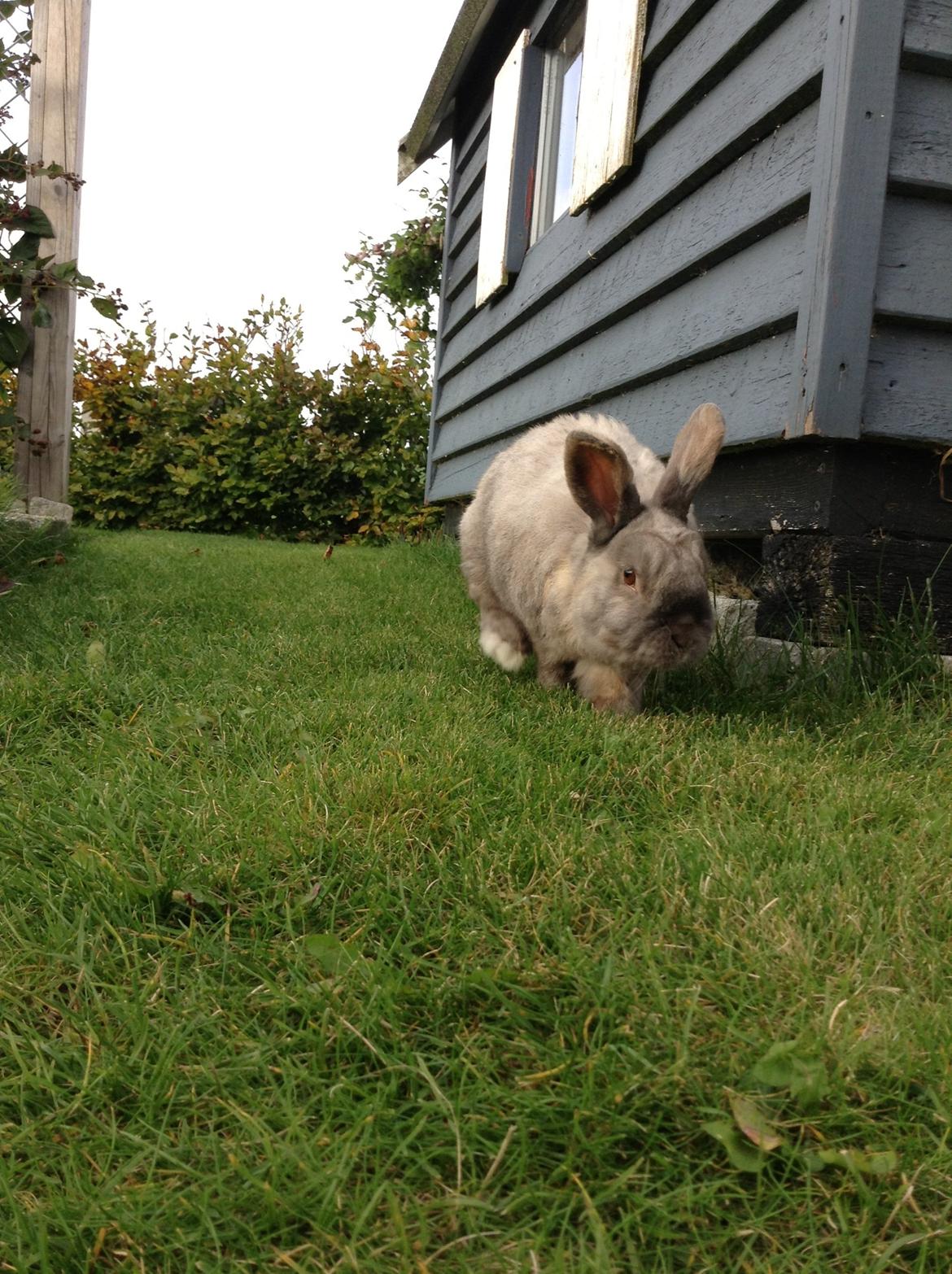 Kanin Stampe(mors) billede 15