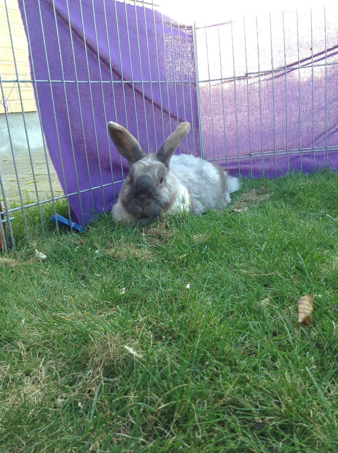 Kanin Stampe(mors) billede 16