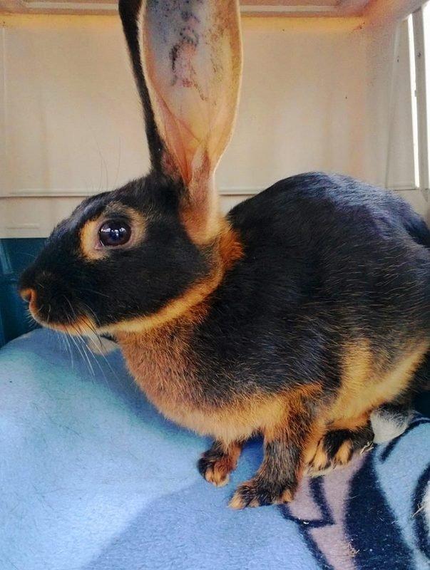 Kanin Eugene billede 30