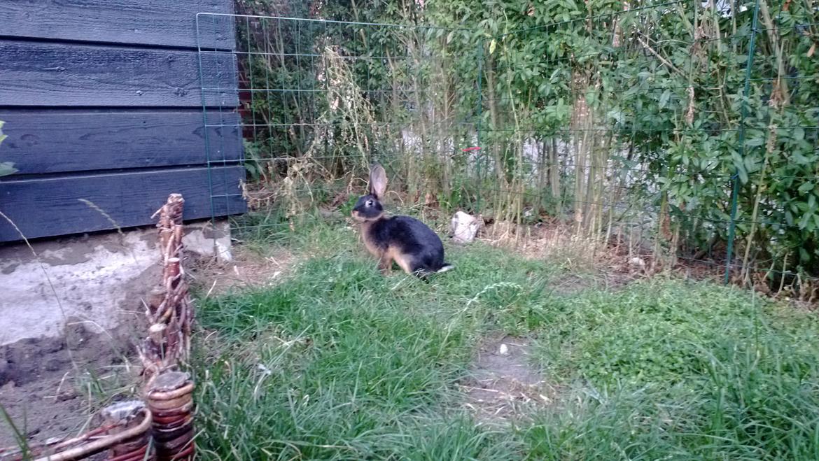 Kanin Eugene - På opdagelse i haven :) billede 28