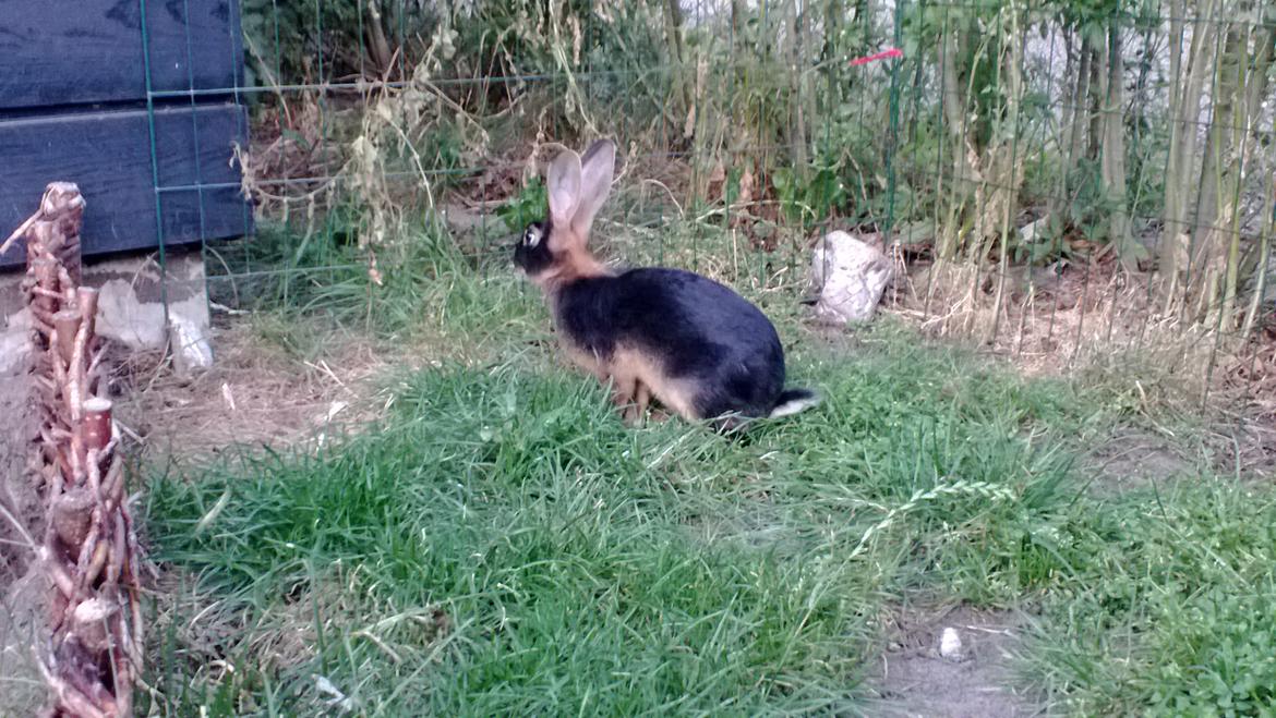 Kanin Eugene - På opdagelse i haven :) billede 20