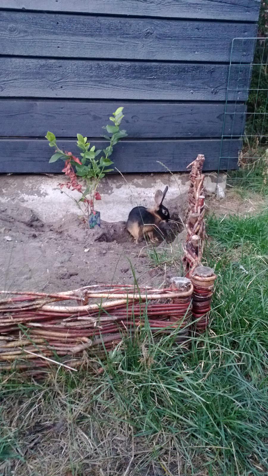 Kanin Eugene - På opdagelse i haven :) billede 32