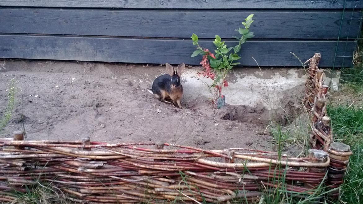 Kanin Eugene - På opdagelse i haven :) billede 26