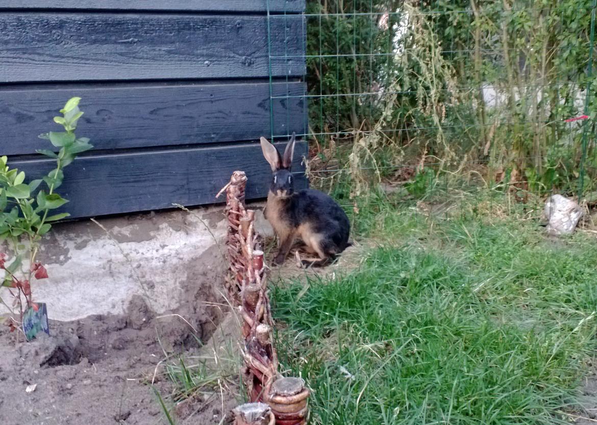 Kanin Eugene - På opdagelse i haven :) billede 24