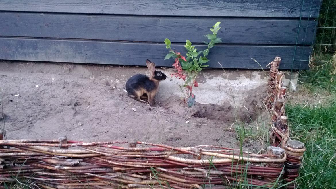 Kanin Eugene - På opdagelse i haven :) billede 19