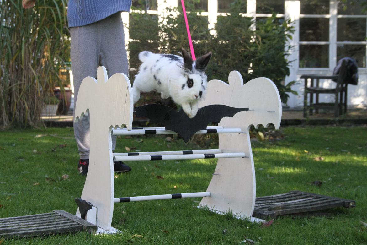 Kanin Jokers Malibue billede 8