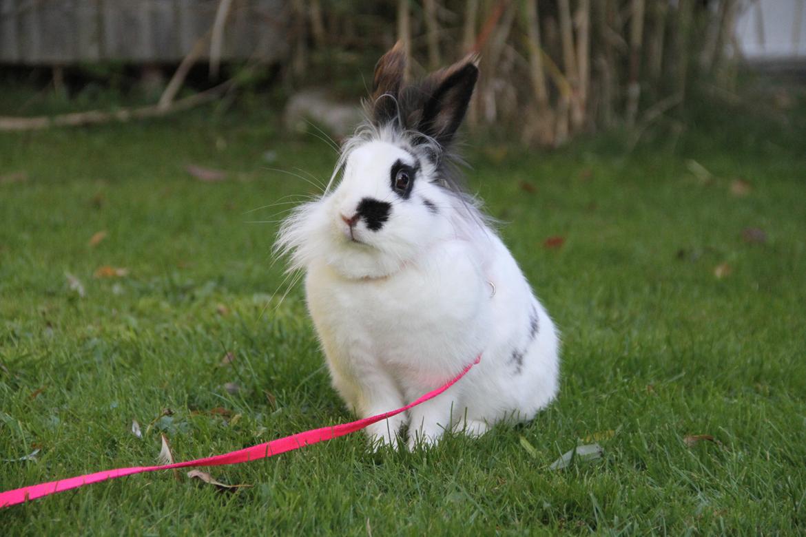 Kanin Jokers Malibue billede 21