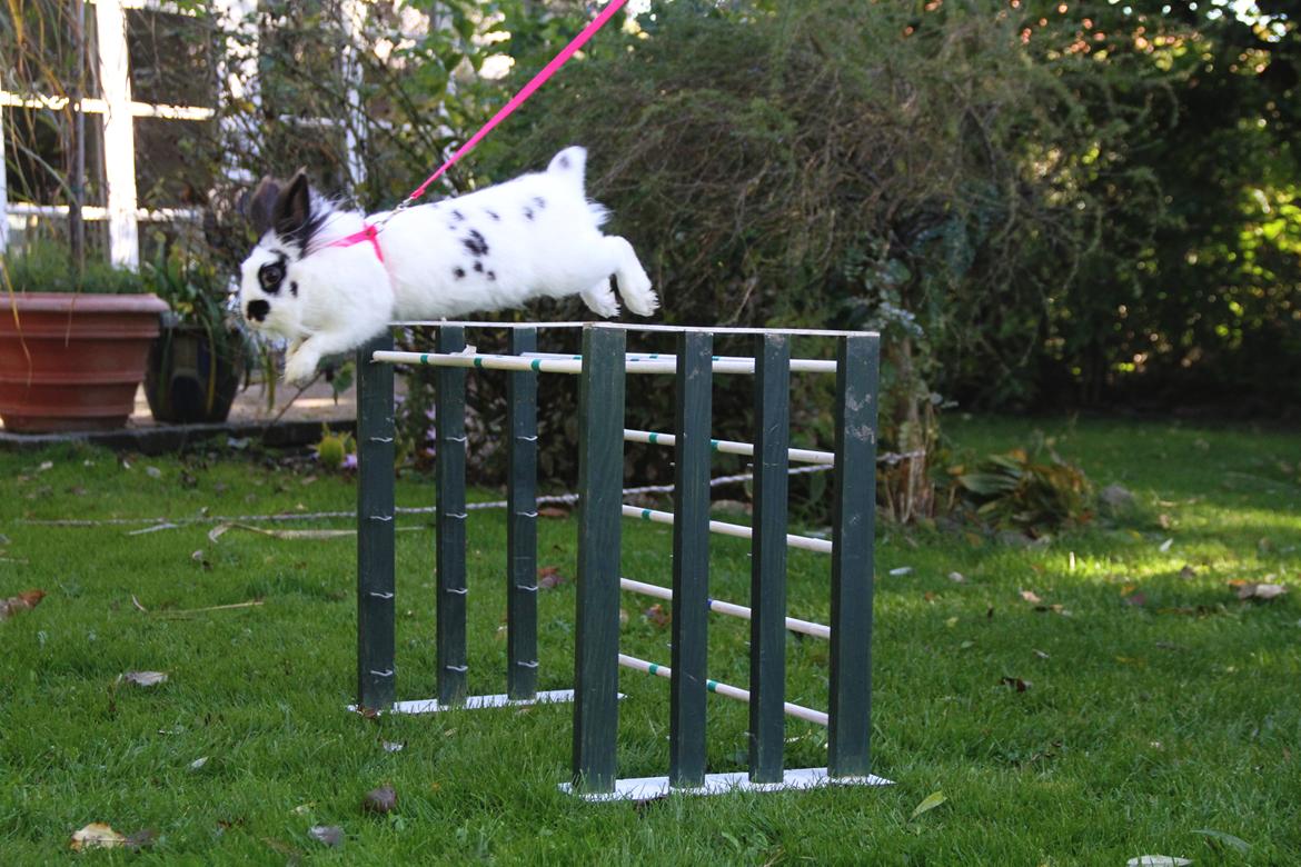 Kanin Jokers Malibue billede 4