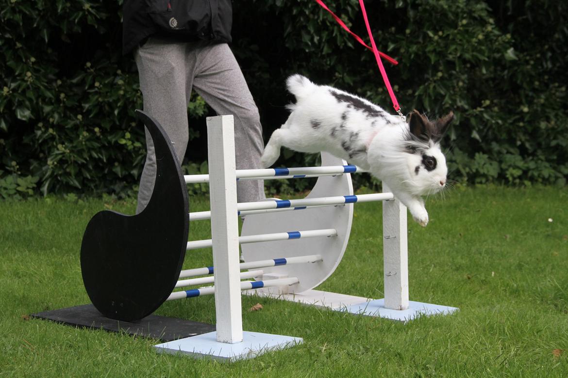 Kanin Jokers Malibue billede 22