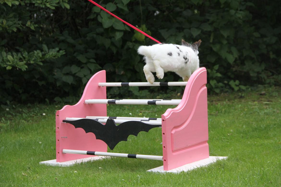 Kanin Jokers Malibue billede 23