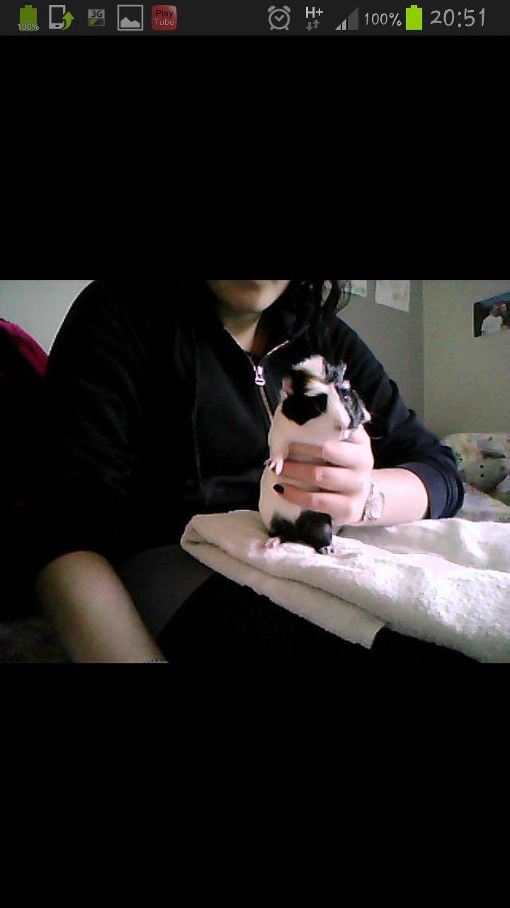 Marsvin Liva billede 1