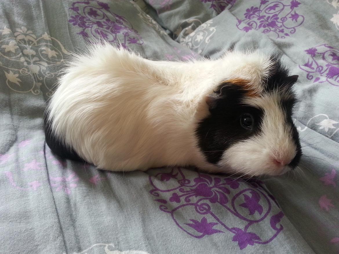 Marsvin Liva billede 3