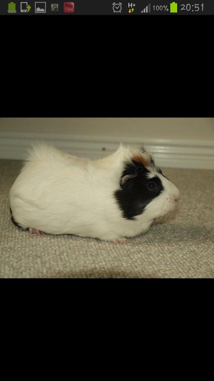 Marsvin Liva billede 2