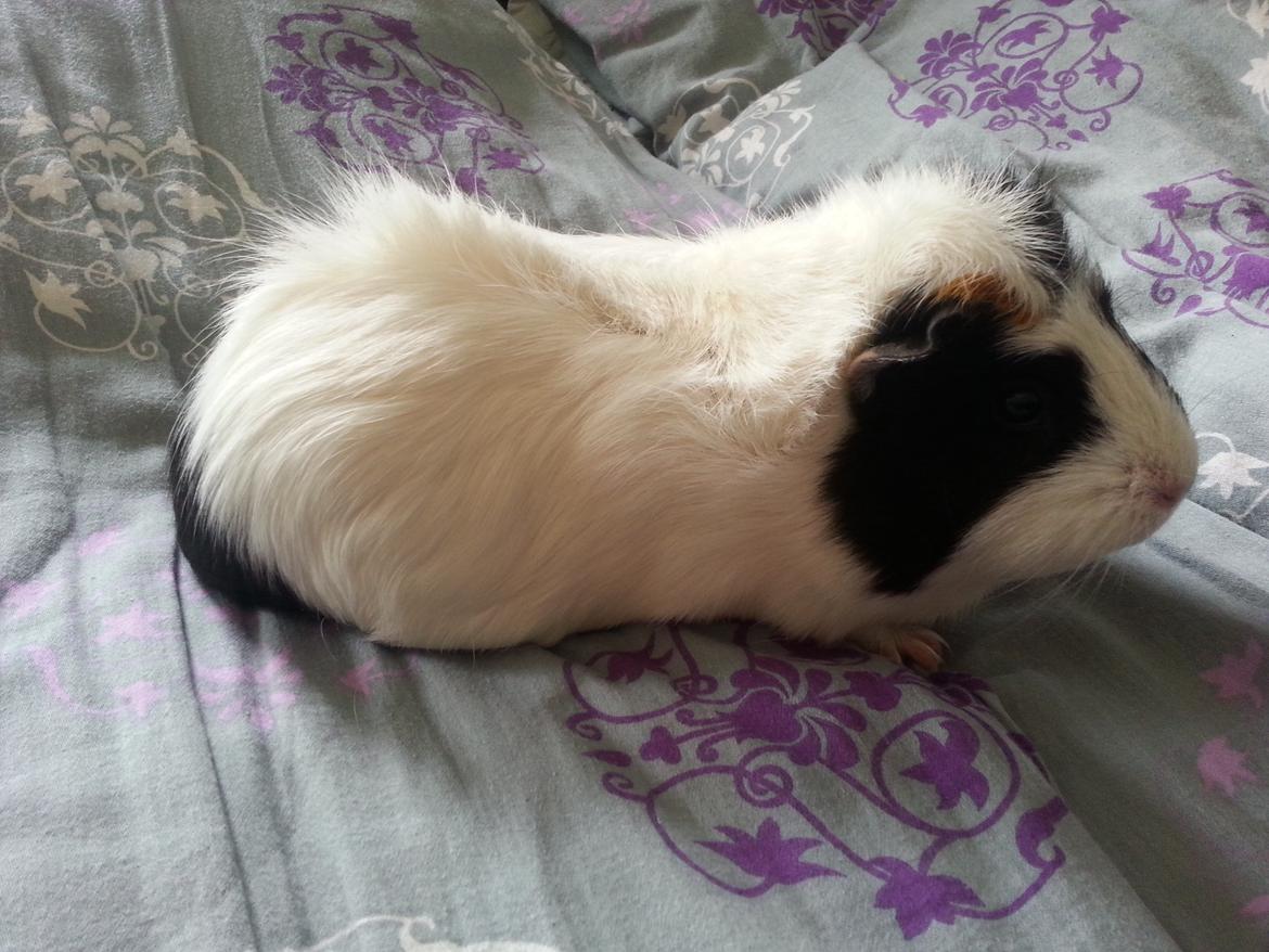 Marsvin Liva billede 4