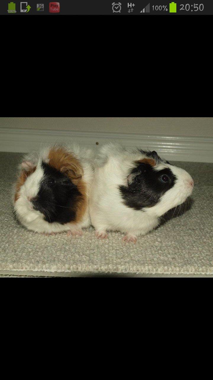 Marsvin Liva billede 5