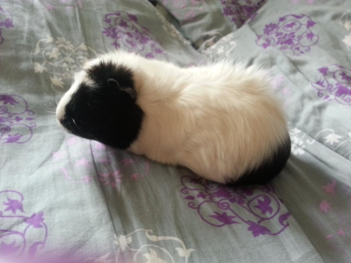 Marsvin Liva billede 6