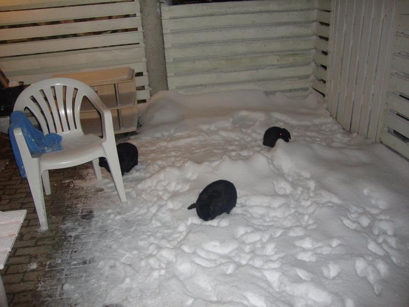 Kanin Angel R.I.P billede 6