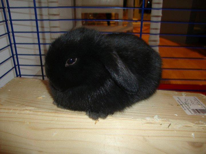 Kanin Angel R.I.P billede 13