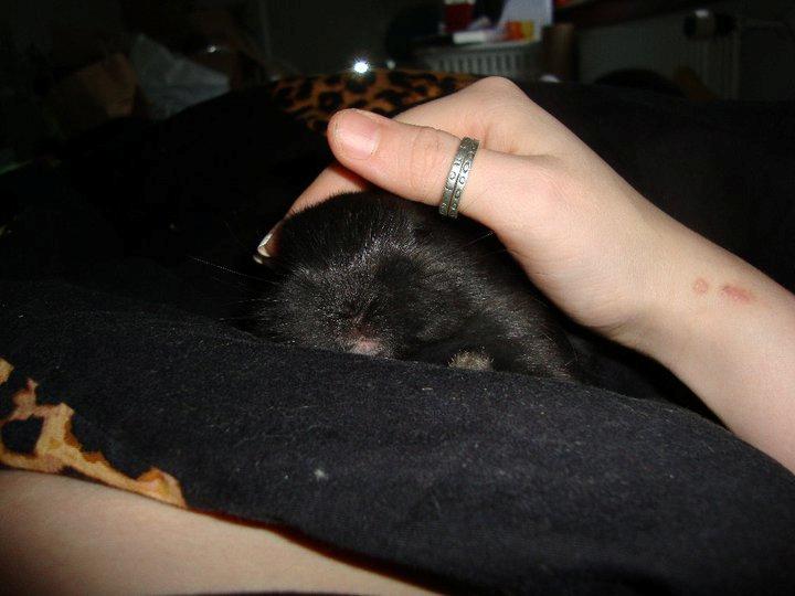 Kanin Angel R.I.P billede 14