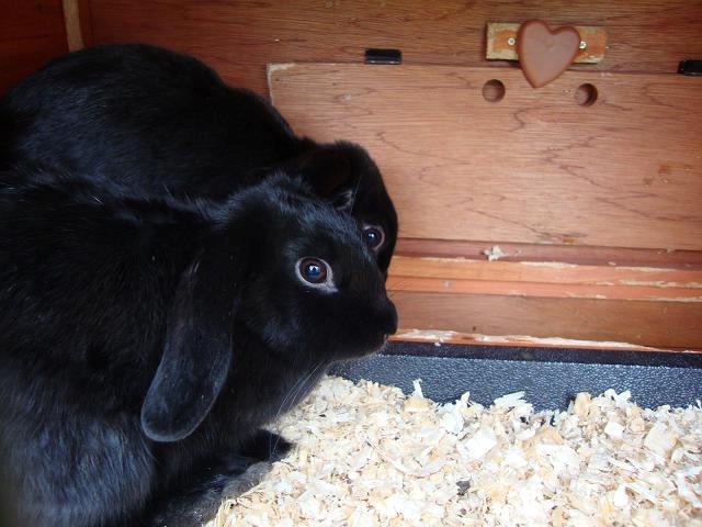 Kanin Angel R.I.P billede 9