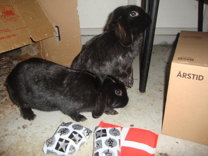 Kanin Angel R.I.P billede 11