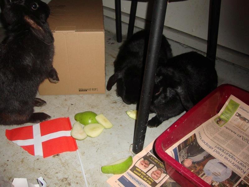 Kanin Angel R.I.P billede 12